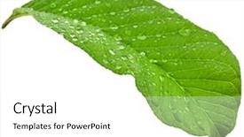  Presentation with guava fruits - Slide deck with one single leaf guava background and a white colored foreground