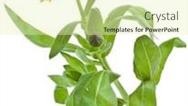  Presentation with calendula - PPT theme enhanced with one single orange flower calendula close up macro isolated on white background background and a soft green colored foreground