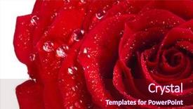  Presentation with bud - Presentation design having one single red rose bud background and a crimson colored foreground