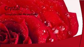  Presentation with white rose - Cool new PPT layouts with one single red rose bud backdrop and a crimson colored foreground