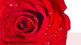  Presentation with bud - PPT theme enhanced with one single red rose bud background and a crimson colored foreground