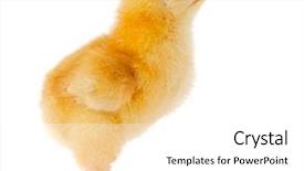  Presentation with feather - Presentation having one small chicken background and a  colored foreground