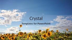  Presentation with rest - PPT layouts enhanced with one sunflower rising above background and a light blue colored foreground