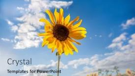 Presentation with sunflower - Presentation theme featuring one-sunflower-rising-above background and a  colored foreground