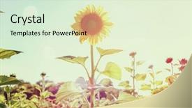  Presentation with rest - Beautiful presentation theme featuring one sunflower rising above backdrop and a soft green colored foreground