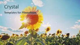  Presentation with rest - Slides enhanced with one sunflower rising above background and a light blue colored foreground