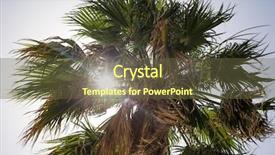  Presentation with palm leaves - Presentation consisting of one tall green palm tree background and a tawny brown colored foreground