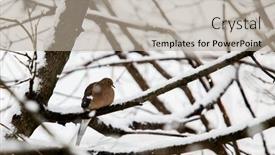  Presentation with blizzard - PPT theme having one-turtle-dove-sitting background and a mint green colored foreground