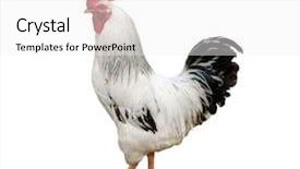  Presentation with farming - Cool new PPT theme with layer farming - one white rooster backdrop and a white colored foreground