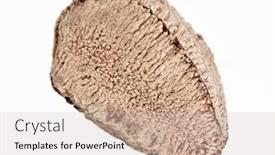  Presentation with nut - Cool new presentation theme with one-whole-single-shelled-brazil backdrop and a soft green colored foreground