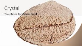  Presentation with nut - Slides with one-whole-single-shelled-brazil background and a light gray colored foreground