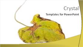  Presentation with white - Slide deck consisting of one-wilted-leaf-isolated background and a white colored foreground