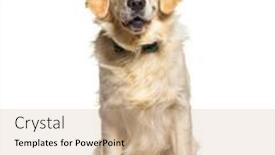  Presentation with golden - Presentation theme having one-year-old-golden-retriever background and a soft green colored foreground