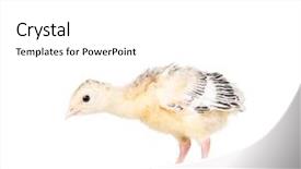  Presentation with turkey - Theme with one young nice big bird background and a white colored foreground
