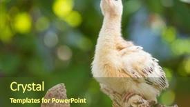  Presentation with non gmo beef pork chicken turkey - PPT theme consisting of one young nice big bird background and a tawny brown colored foreground