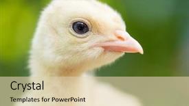  Presentation with newborn - Cool new PPT layouts with one young nice big bird backdrop and a lemonade colored foreground