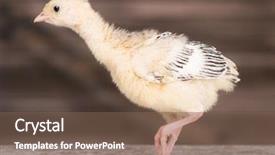  Presentation with newborn - Amazing theme having one young nice big bird backdrop and a violet colored foreground