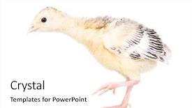  Presentation with non gmo beef pork chicken turkey - Slide set featuring one young nice big bird background and a white colored foreground