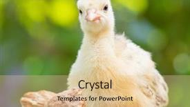  Presentation with newborn - Presentation theme with one young nice big bird background and a lemonade colored foreground