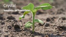  Presentation with sprout - Colorful slide set enhanced with one-young-sprout backdrop and a gray colored foreground