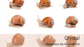  Presentation with garden - PPT theme featuring onesource - collection of a garden snails background and a coral colored foreground