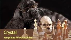 Presentation with chess - Slide set with onesource - dog with glasses playing chess background and a tawny brown colored foreground