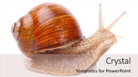  Presentation with snail - Slide deck consisting of onesource - garden snail helix aspersa snails background and a coral colored foreground