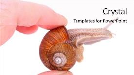  Presentation with snail - Slide deck having onesource - garden snail helix aspersa snails background and a sky blue colored foreground