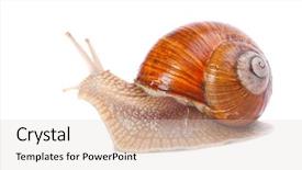 Presentation with snail - PPT layouts enhanced with onesource - garden snail helix aspersa snails background and a lemonade colored foreground