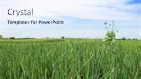  Presentation with onion - Slide deck having onion field background and a sky blue colored foreground