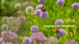  Presentation with onion - Slide deck featuring onion-flowers-in-the-garden background and a  colored foreground