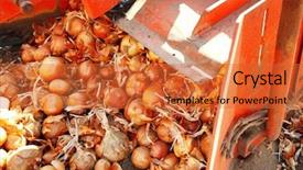  Presentation with modern agriculture - Slides featuring onion harvesting with modern combine background and a red colored foreground