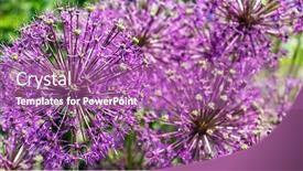  Presentation with onion - PPT theme enhanced with onion-inflorescences-in-the-garden background and a coral colored foreground