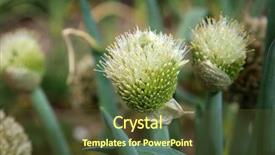  Presentation with green onions and bulb onion - Presentation theme with onion onion flower onions growing background and a tawny brown colored foreground