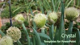  Presentation with onion - Colorful presentation enhanced with onion onion flower onions growing backdrop and a tawny brown colored foreground