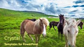  Presentation with tundra - Presentation theme featuring only-one-breed-of-horse background and a tawny brown colored foreground