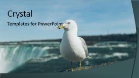  Presentation with seagull - Audience pleasing PPT layouts consisting of ontario power - seagull standing on niagara falls backdrop and a light blue colored foreground