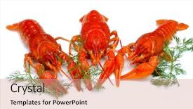  Presentation with russian - Presentation theme consisting of crustacea - ooked crayfish russian delicacy background and a coral colored foreground