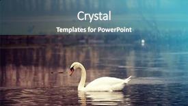  Presentation with beauty beautiful autumn in japanese - Presentation having opaque - close up on beautiful swan background and a teal colored foreground