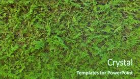  Presentation with green condominium - Audience pleasing presentation consisting of opaque - green hedge full frame backdrop and a tawny brown colored foreground