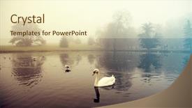  Presentation with birds - PPT theme enhanced with opaque - swans and other birds background and a cream colored foreground
