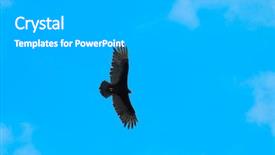  Presentation with eagle flying - Presentation theme enhanced with ope - detail of black eagle flying background and a light gray colored foreground