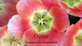  Presentation with tulip - Cool new theme with ope tulip in the garden backdrop and a coral colored foreground