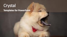  Presentation with tongue - Theme consisting of open and blue tongue expose background and a tawny brown colored foreground