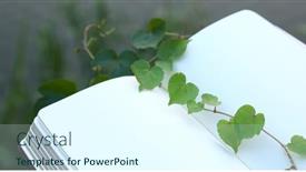  Presentation with vine - Presentation design enhanced with open-books-and-vine-leaves background and a cool aqua colored foreground