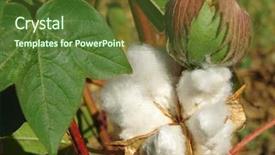  Presentation with closed - Cool new slide set with open cotton boll and closed backdrop and a tawny brown colored foreground