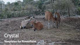  Presentation with cow - Presentation theme with open cow farm near near background and a gray colored foreground