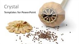  Presentation with black seed - Slide set having open-dried-poppy-head background and a white colored foreground