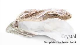 Presentation with oyster - Slide deck enhanced with open oyster isolated on white background and a white colored foreground