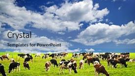  Presentation with grazing - Slides enhanced with open range - cows grazing in a green background and a light blue colored foreground